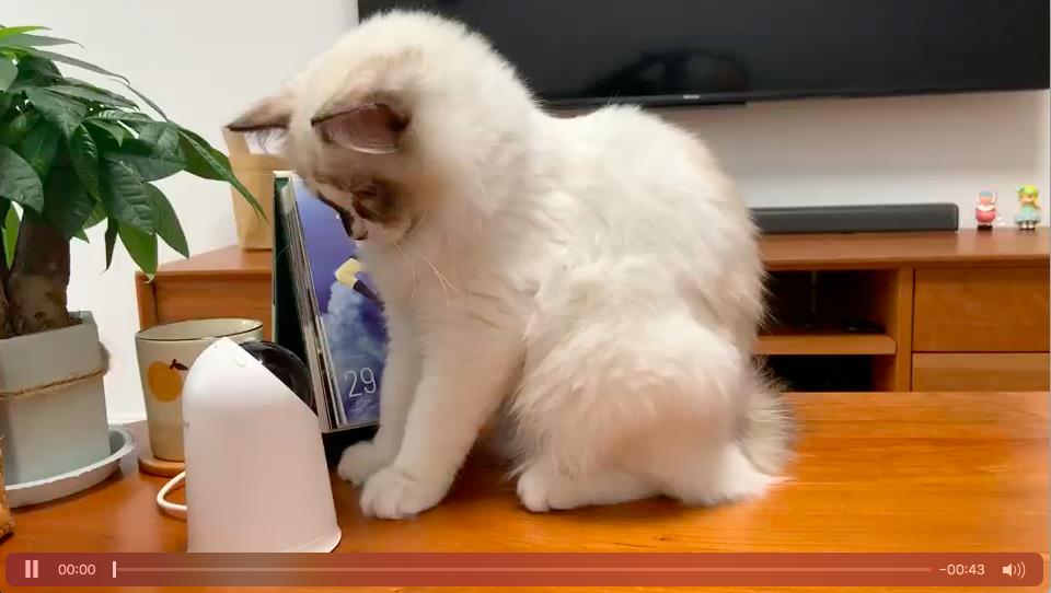 荣耀hq3s摄像头几个镜片,荣耀hq3摄像头可以用畅连通话吗