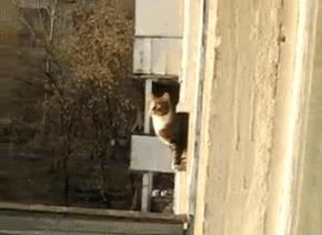 家养猫招财猫有哪些特征,招财猫的几个特征