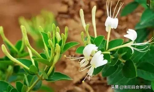 衡阳市食品安全监管局,衡阳县食品安全监管
