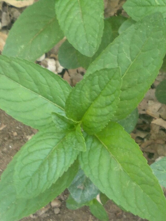 2020年农业创业项目在家致富,有哪些农业致富好项目值得推荐