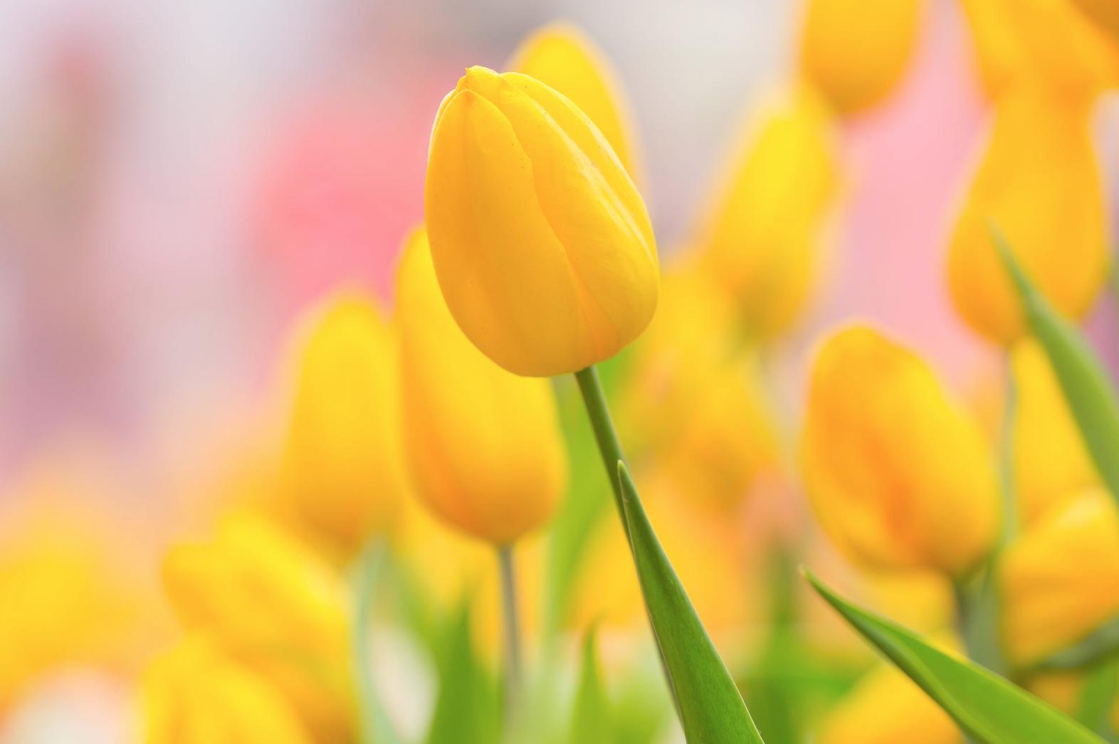 郁金香花茎下垂怎么补救,郁金香花歪了怎么扶正