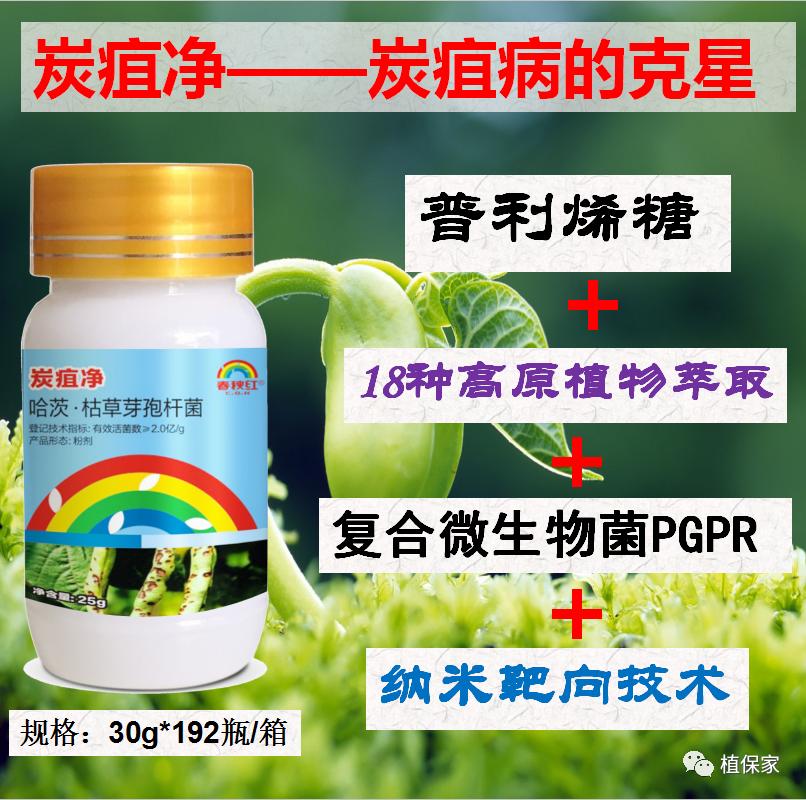 炭疽病怎么来的,炭疽病症状如何预防