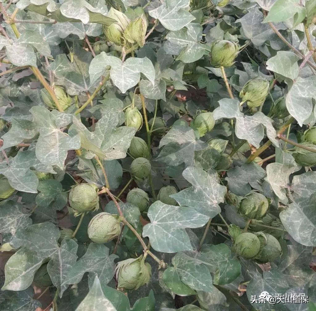 影响棉花产量的几个因素,棉花个子矮果枝台数多影响产量吗