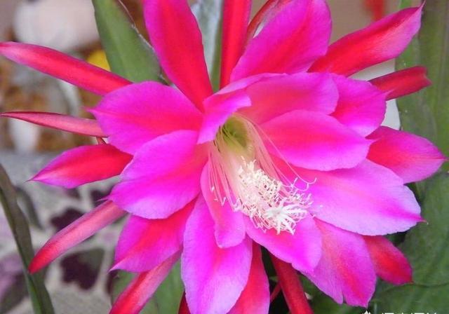 一棵仙人掌上长着三棵花,一棵多种开花仙人掌