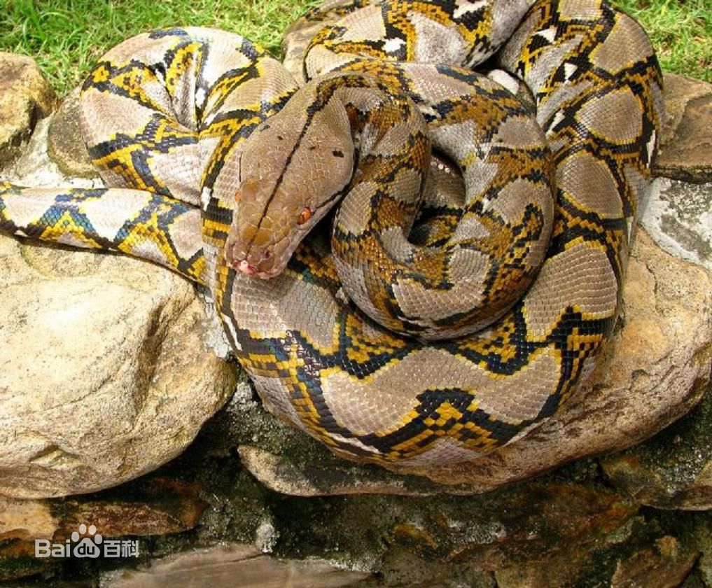 冷血精神病有感情吗,冷血精神病治疗