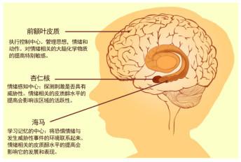 了解情绪的源头,你才能真正懂人性,才能真正调动智慧