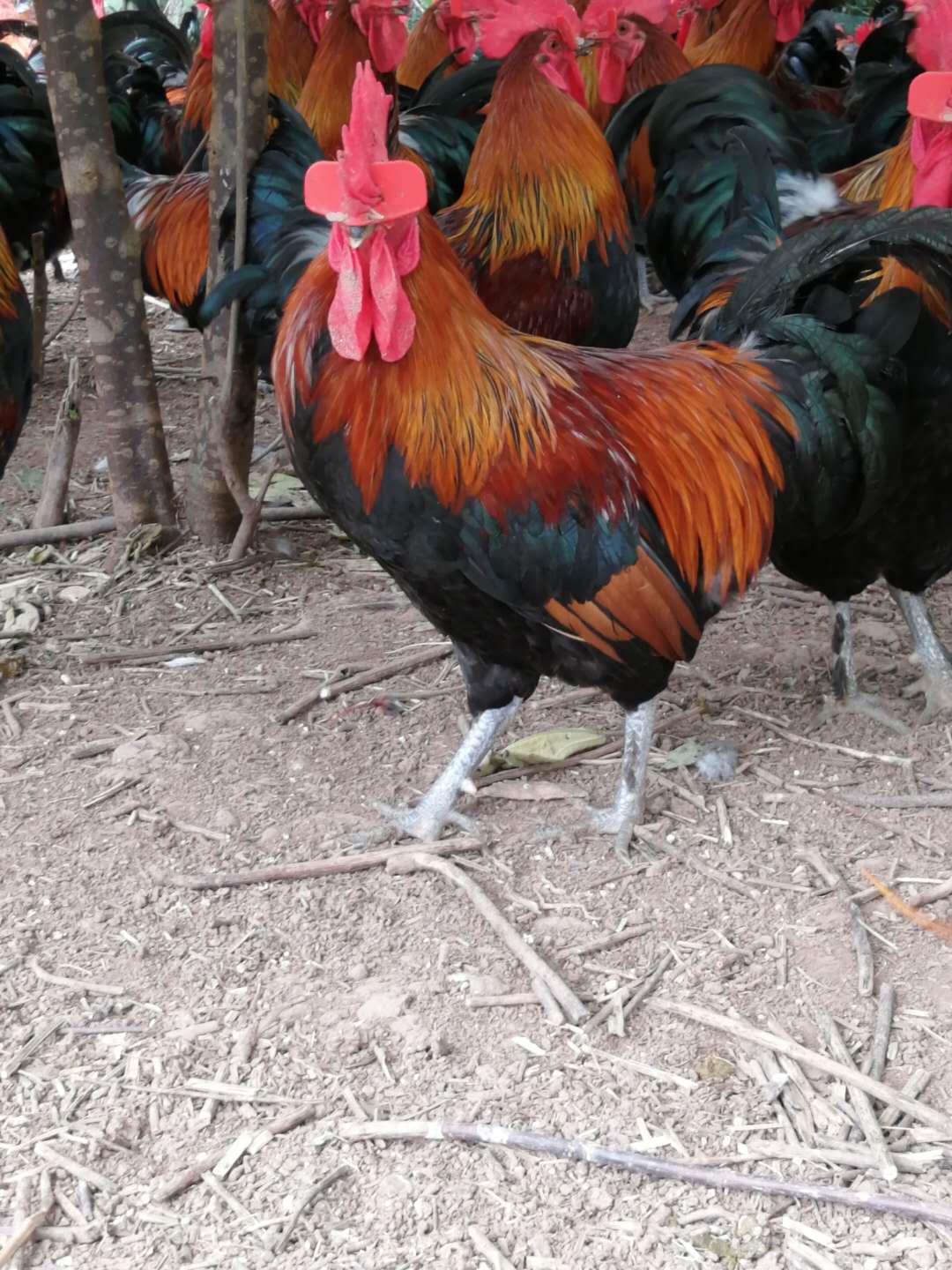 土鸡的销路怎么找,土鸡养殖如何挣钱