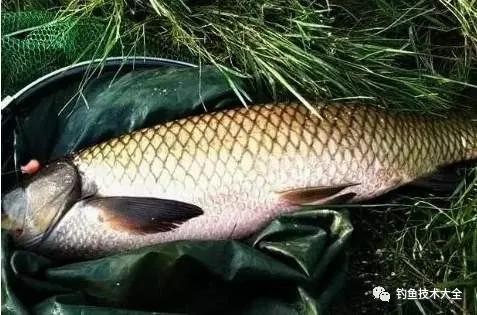 钓三种常见大鱼时遛鱼难度对比，分析透彻，一针见血