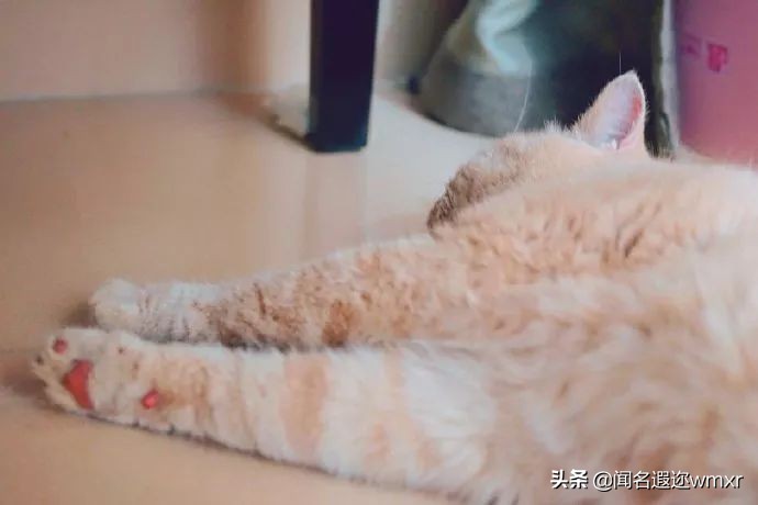 你有猫病表情包,你有猫病啊图片