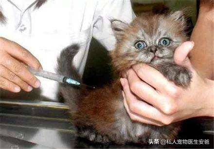 怎样给小猫打疫苗,小猫接种疫苗多少钱