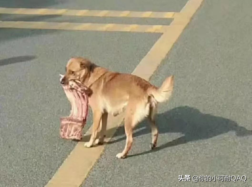 全网通缉照片上的狗,被全网通缉的狗