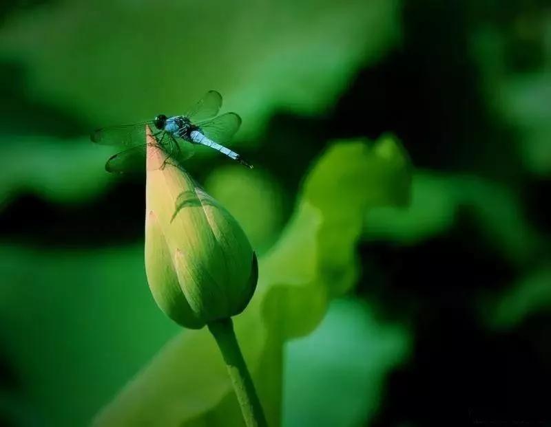 李子柒令人向往的世外桃源生活,李子柒记录的简单淳朴的田园生活