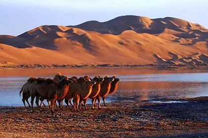 低调的实力派歌手,低调的实力派艺人