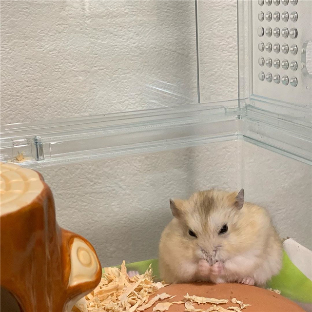 仓鼠为什么会突然衰老,仓鼠老的时候身体有什么明显特征