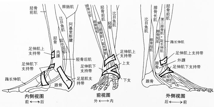 画人体结构怎么练习最有效,零基础学画人体结构