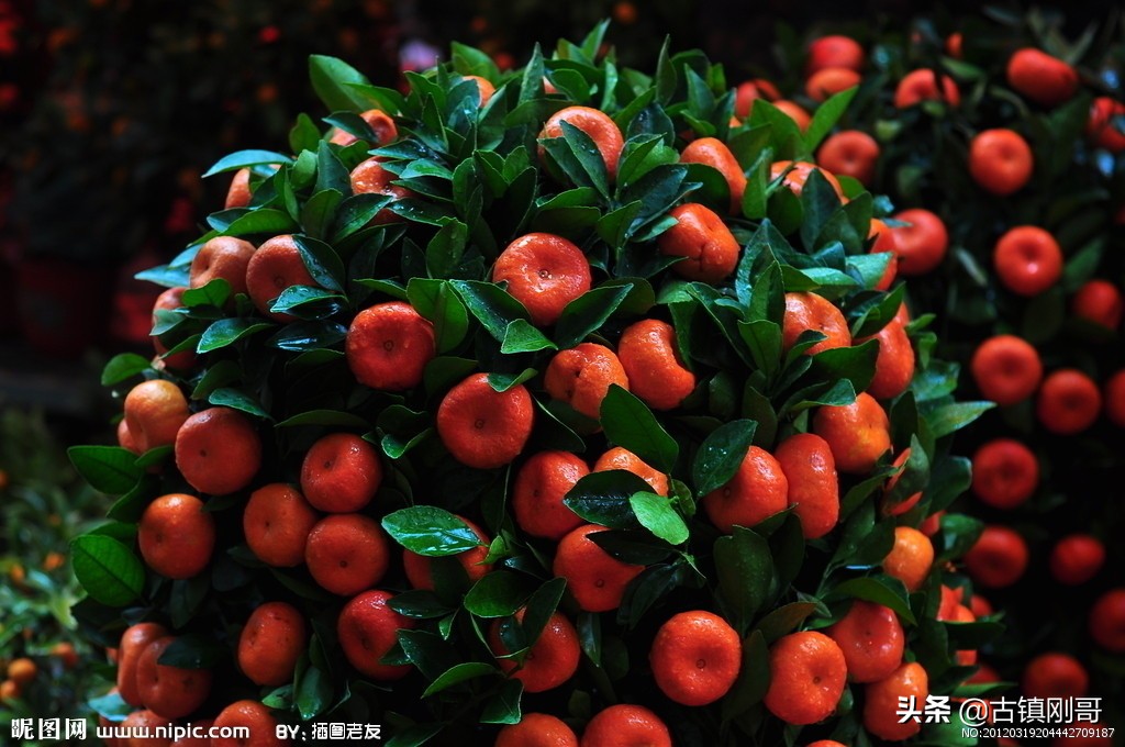 一个农村卖沙糖桔的小伙,农村小伙干销售第一天拿下500