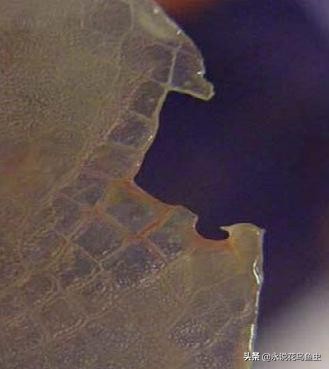 龙鱼大面积蚀鳞,龙鱼大面积烂鳞什么原因