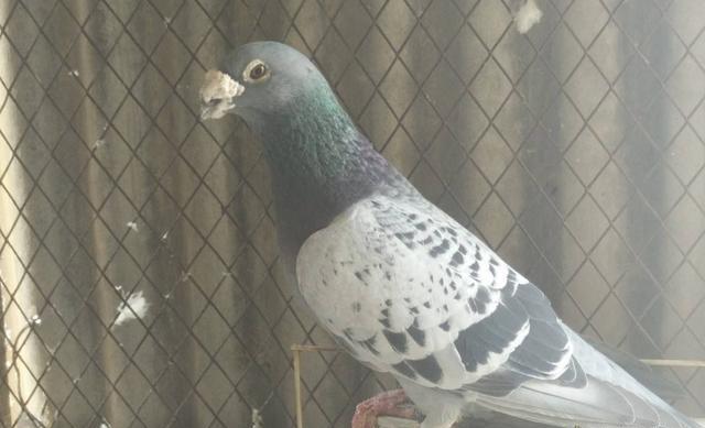 赛鸽冬季防病的最新方法,如何做好冬季赛鸽的管理