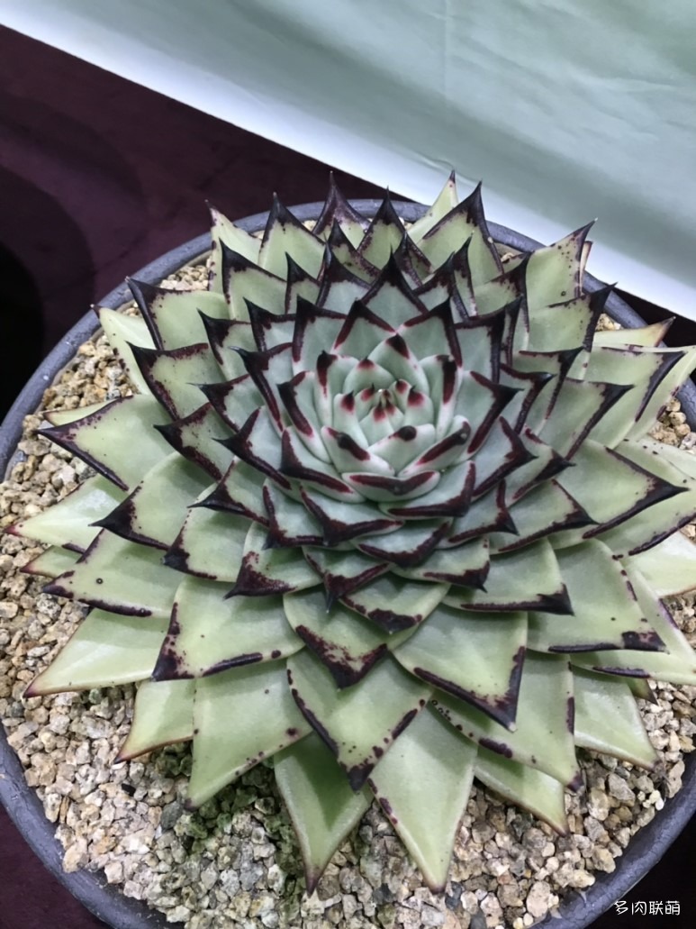 多肉欣赏桃美人,多肉植物欣赏