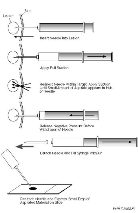 猫咪身上长包包怎么办,猫咪的面部神情跟铲屎官有关系