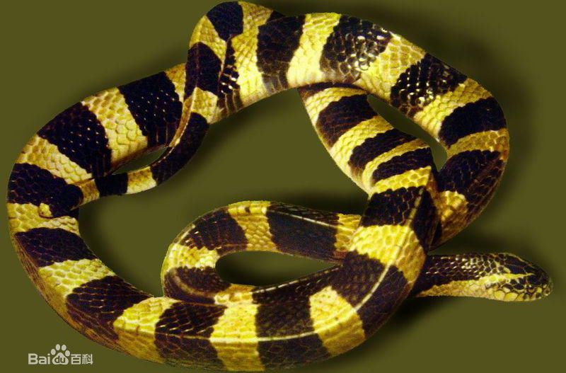 冷血精神病有感情吗,冷血精神病治疗