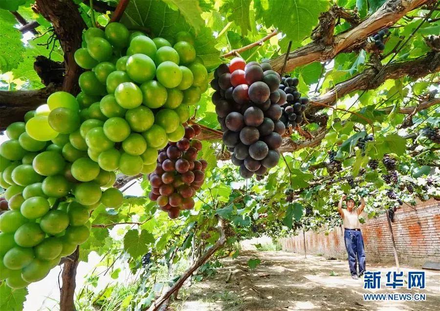 有颜值有气质才是乡村的新模样,既有颜值又有气质