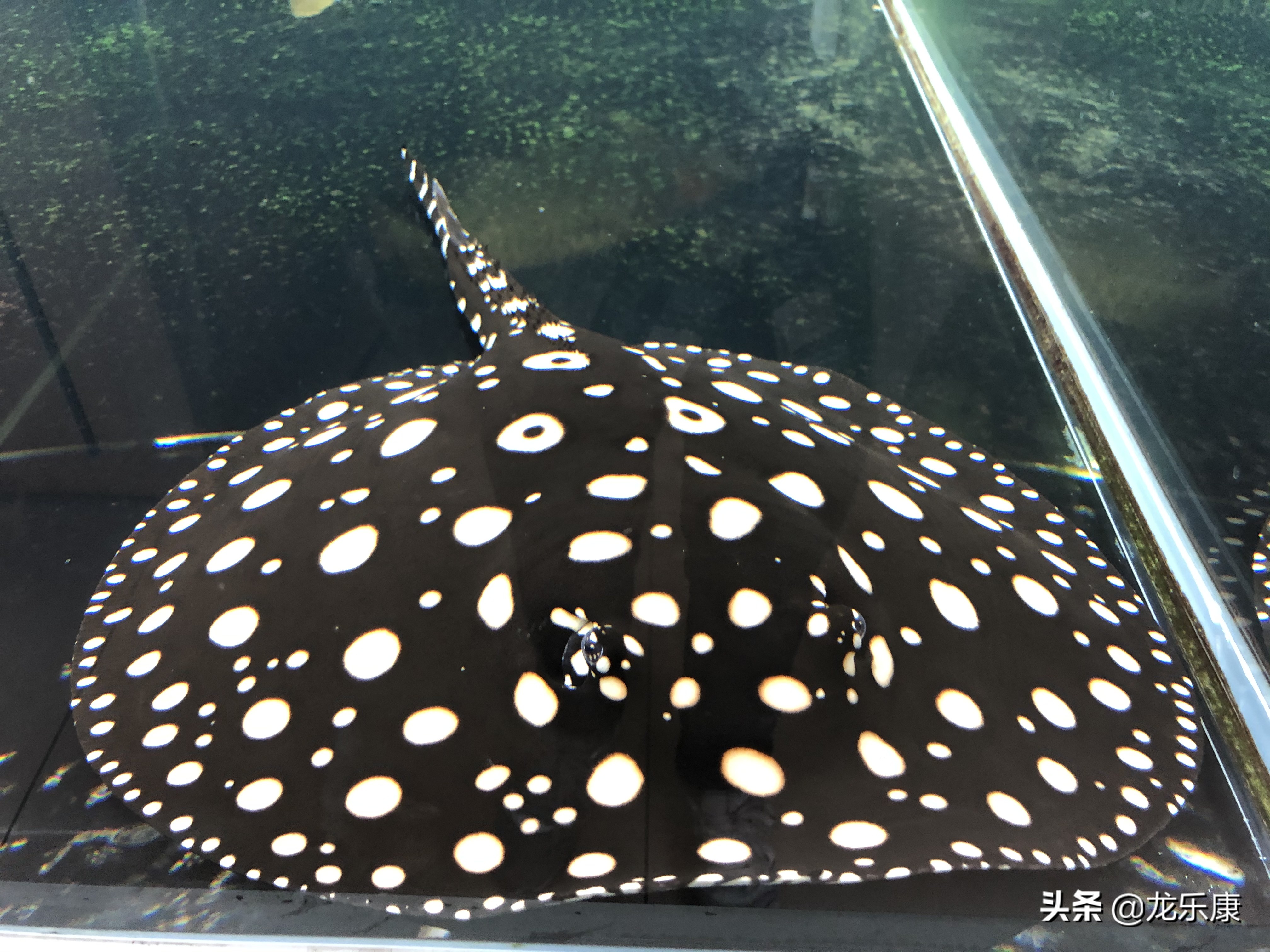 龙鱼魟鱼饲养手册pdf下载,龙鱼跟魟鱼饲养应该注意什么