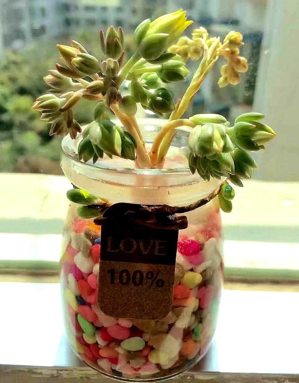 有一种花叫多肉,多肉花开视频大全