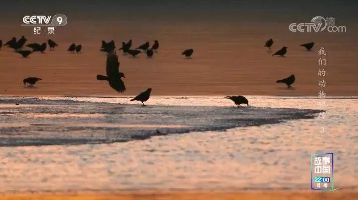 央视拍这种片怎么就没「流量」