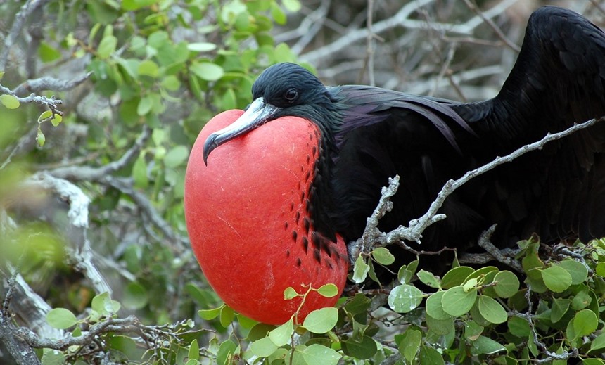 地球上最奇特的十种人,世界上有哪些奇特的动物或植物