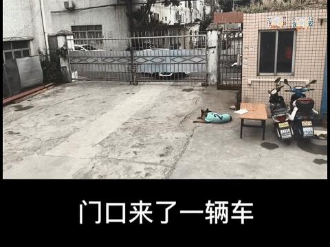 这狗狗的智商也是逆天了,这只狗的智商让主人觉得不可思议