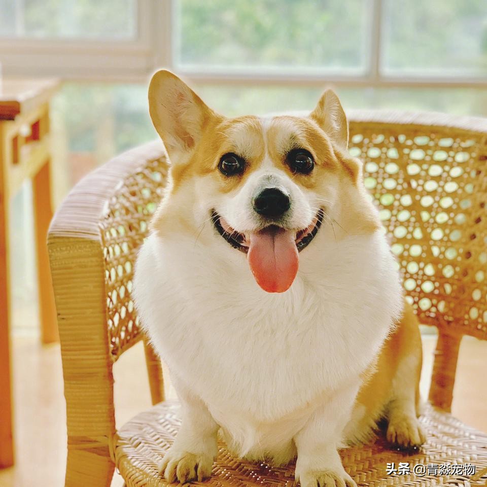 宠物狗耳螨怎么办啊,耳螨狗狗应该注意什么