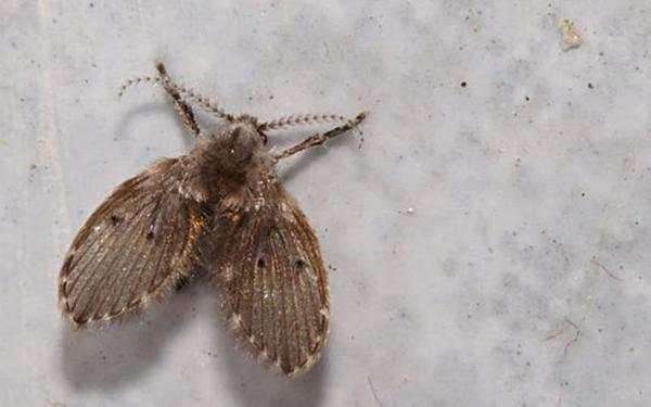 屋里有飞虫怎么驱虫最有效方法,家里驱飞虫最有效的方法