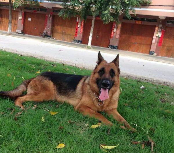 德国牧羊犬病,古代牧羊犬禁食哪些