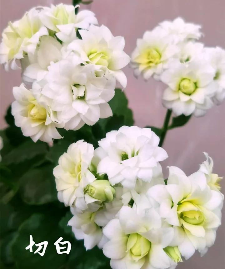 长寿花，寓意好、开花漂亮，花期长，品种多达300个