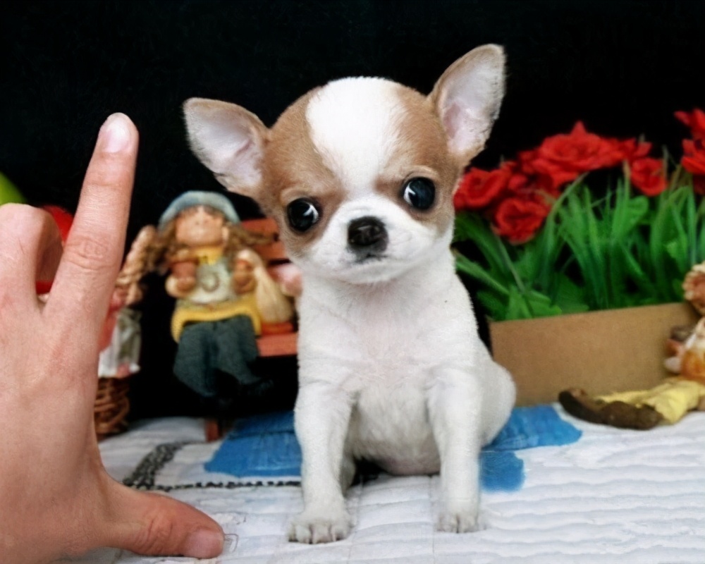 为什么狗狗局部不长毛了,狗狗迅速消瘦怎样补营养