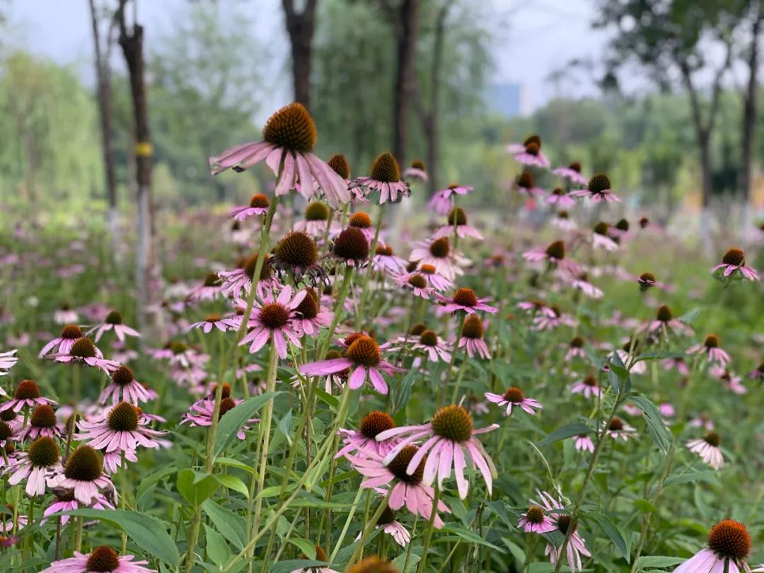 顺义公园健康步道效果图,顺义公园健康步道翻新