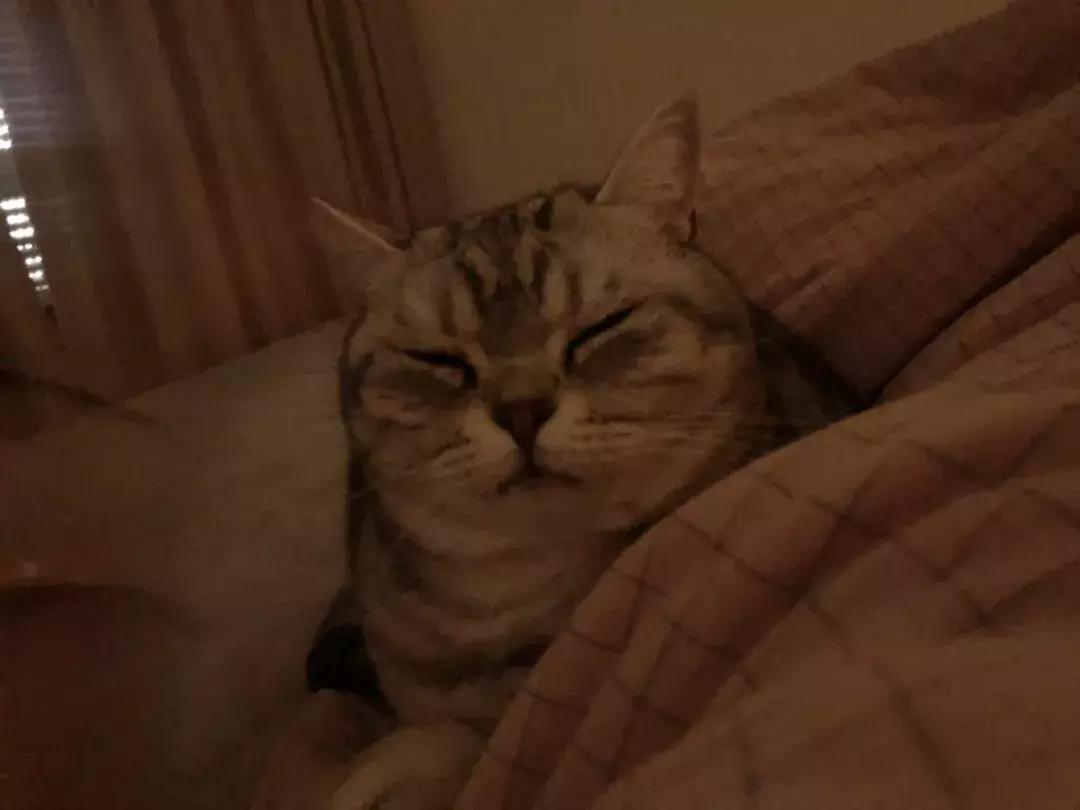 猫咪怪癖,猫咪的100种怪癖