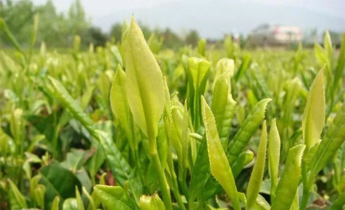 明前君山银针黄茶,为什么君山银针是黄茶