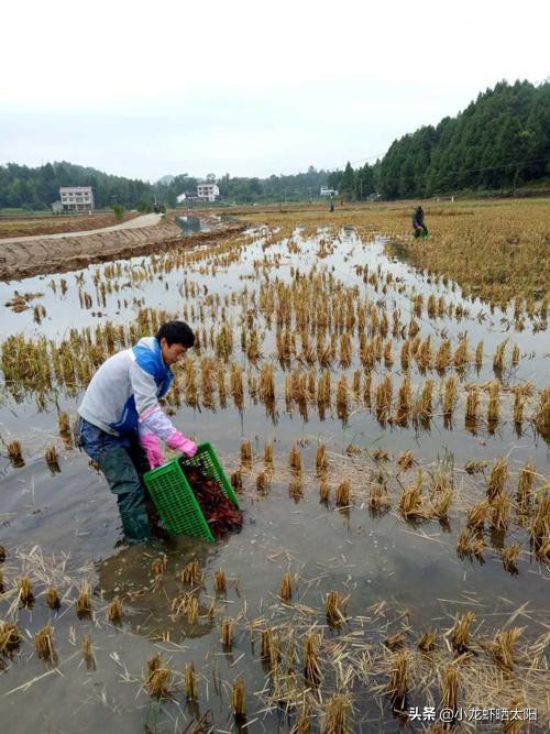 秸秆腐烂污染水怎么解决,稻虾田秸秆怎么处理最合适
