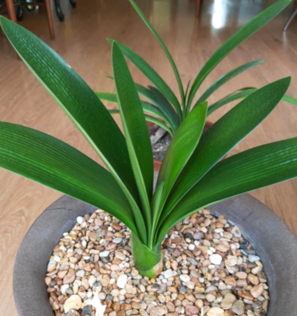 君子兰什么时候适合换盆怎么换盆,君子兰换盆期的正确养护方法