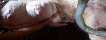 母猪难产不用怕，轻松教你绝招来搞定