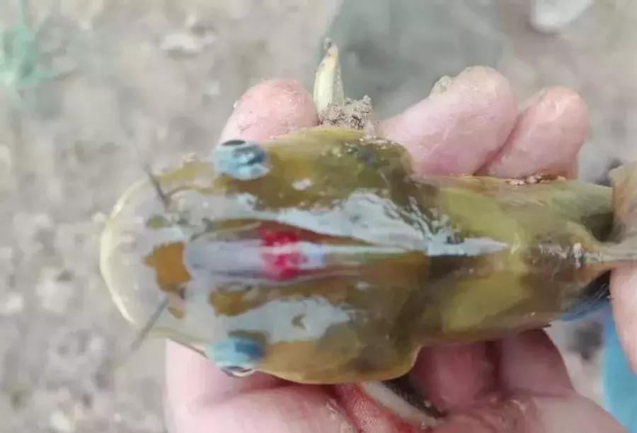 怎么预防鱼病最好方法,预防鱼病最好的办法观赏鱼