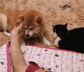 当狗狗吃醋时的表现,狗狗吃醋时会有什么表现