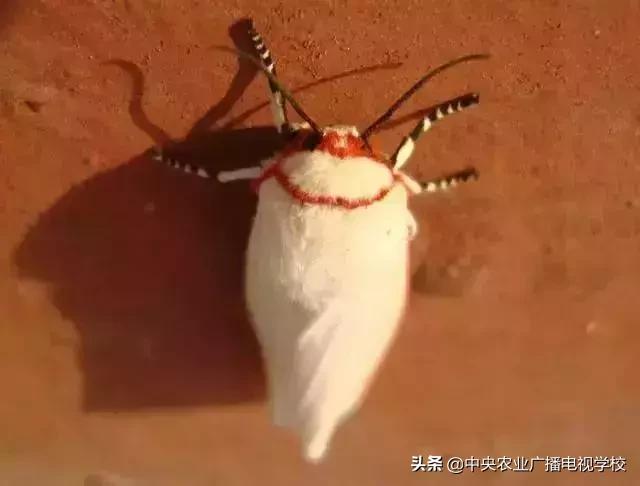 蔬菜地下害虫的最佳防治方法,防治蔬菜害虫用小苏打和白醋怎样