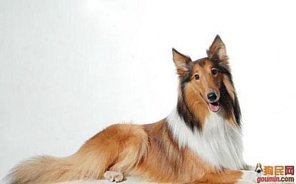 鐙楃嫍澶у叏鍙埍,鍙埍鐨勫皬鐙楃嫍閫佺粰鐖辩嫍浜哄＋