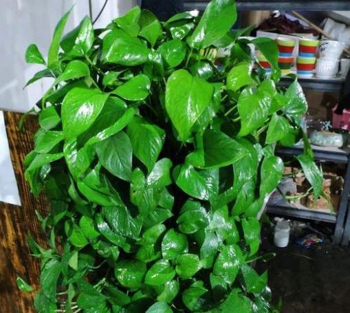 绿萝如何养又绿又肥小妙招,绿萝土壤稀少怎么办