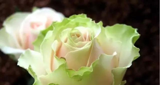 给大家介绍一下玫瑰品种,玫瑰的品种及特点介绍