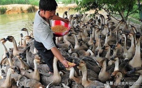 小鹅怎么养才是最佳方法,养鹅小鹅