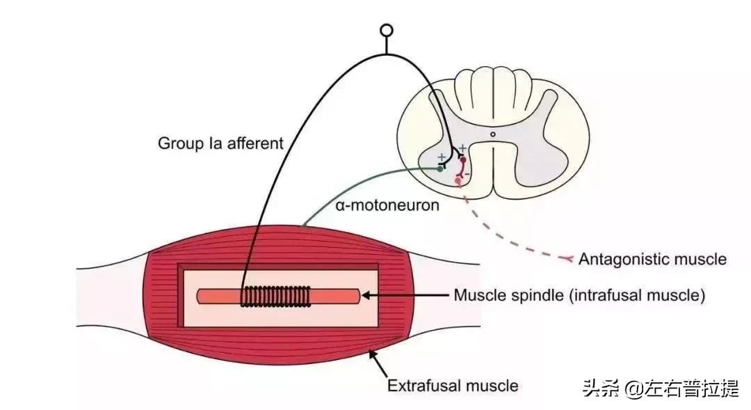 不压腿踢腿可以吗,不压腿能跳舞吗